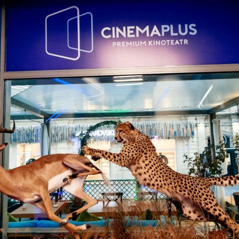 Wildlife in CinemaPlus with Faik Babanli — 20